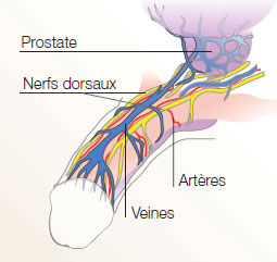 Troubles de l’Érection : Causes et Traitements Alternatifs