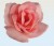 Rose En Savon
