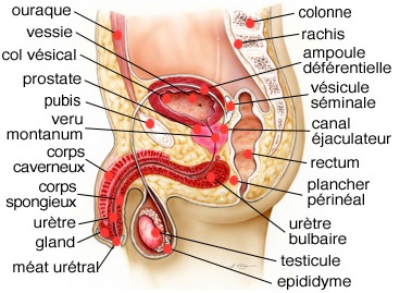 Exercices de Kegel pour Homme